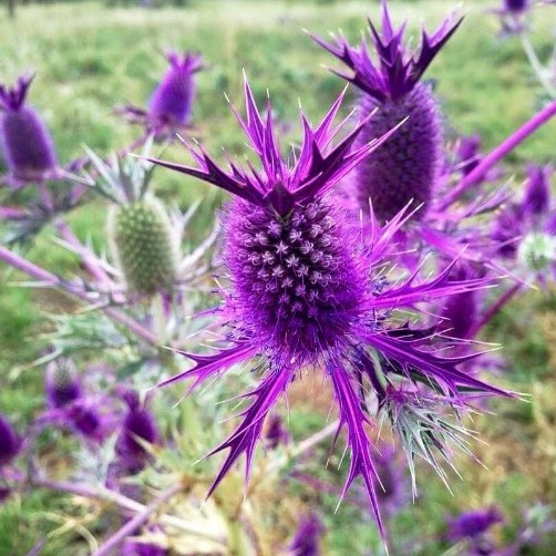 vienmetė zunda  "Purple Sheen"