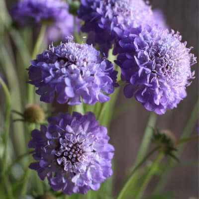 Žvaigždūnė "Oxford Blue"