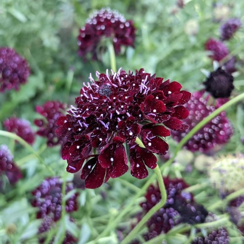 Žvaigždūnė "Black Knight"