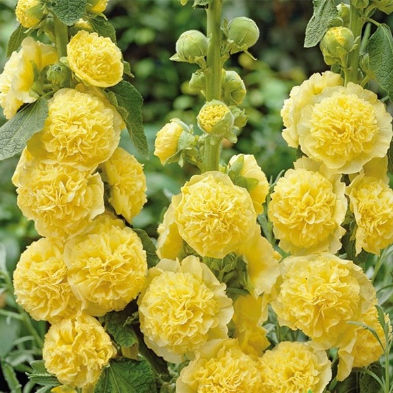 Pilnavidurė piliarožė "Golden Yellow"