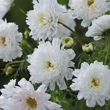 Pilnavidurės kosmėjos "Snowpuff"