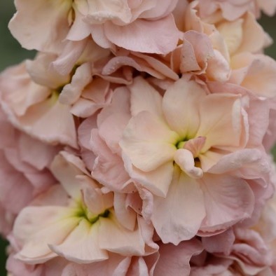 Pilkoji leukonija "Katz Apricot"