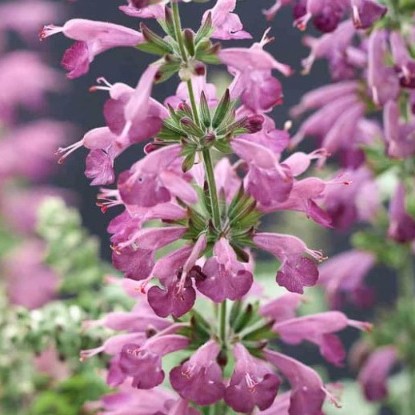 Skaistažiedis šalavijas "Jewel Lavender"