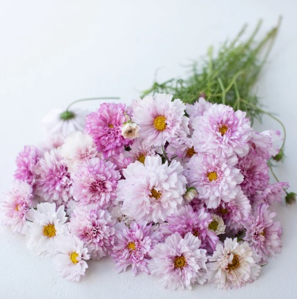Pilnavidurė kosmėja "Double Dutch Rose"