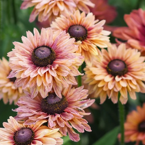 Rudbekija "Sahara"