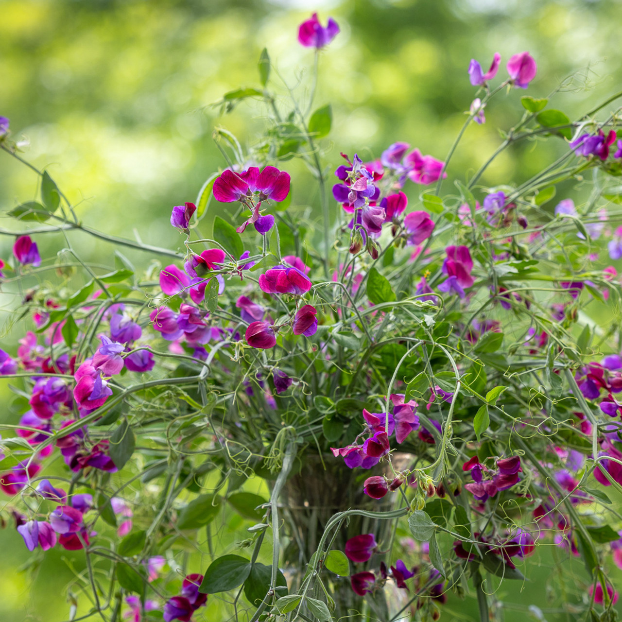 Kvapieji pelėžirniai Grandiflora Matucana