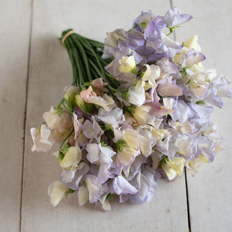 Kvapusis pelėžirnis Old Times