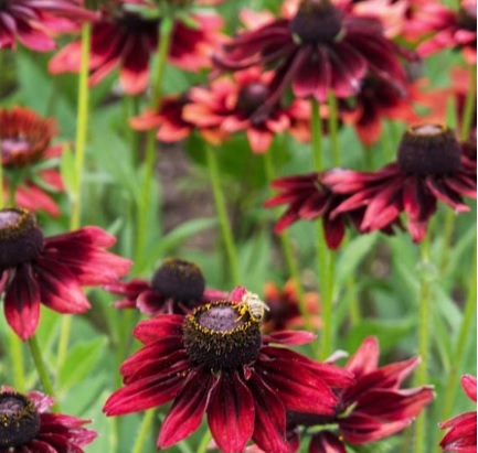 Rudbekija "Cherry Brandy"