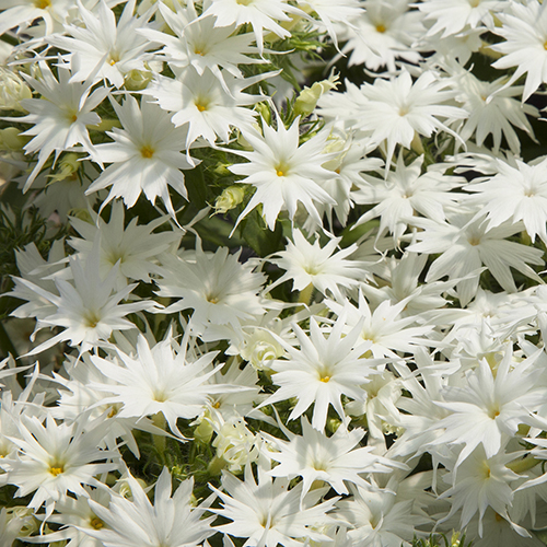 Vasarinis Flioksas "Popstars White"