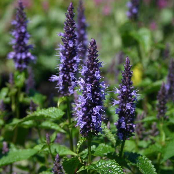 Kinmėtė "Astello Indigo"