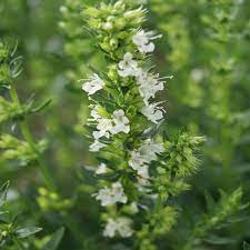 Kinmėtė "Asturo White"