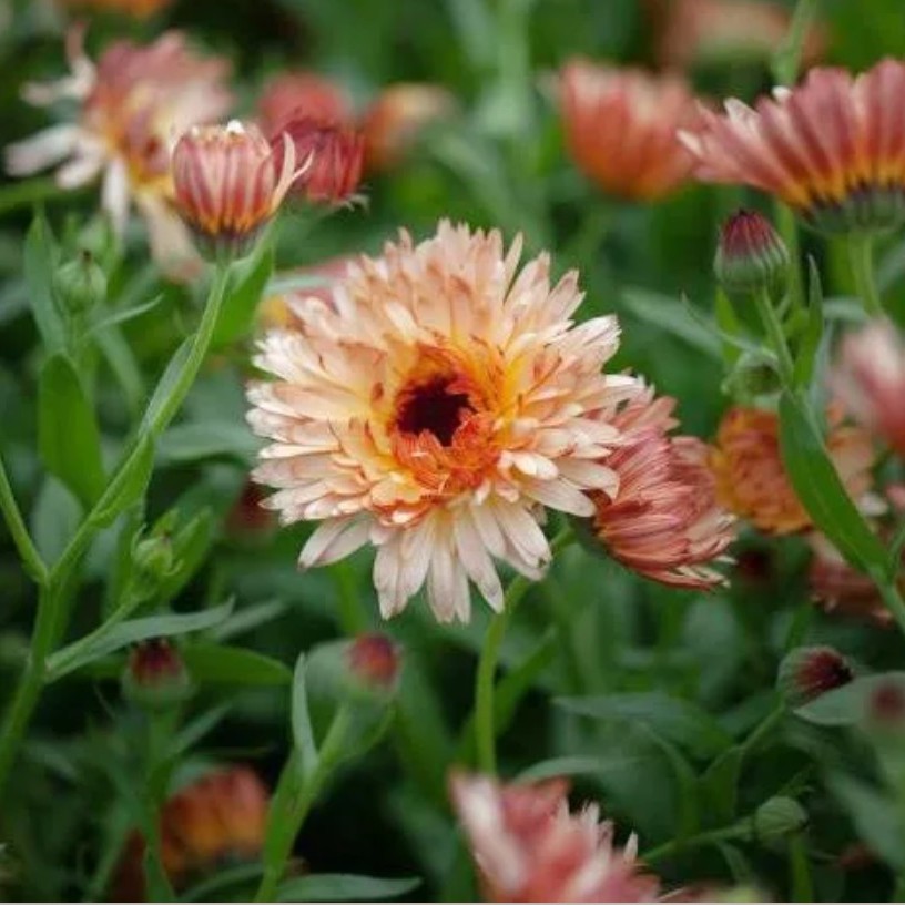 Medetka "Orange Flash"