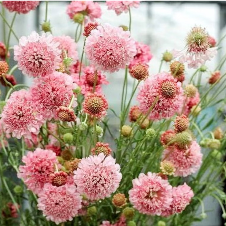 Žvaigždūnė "SALMON QUEEN"