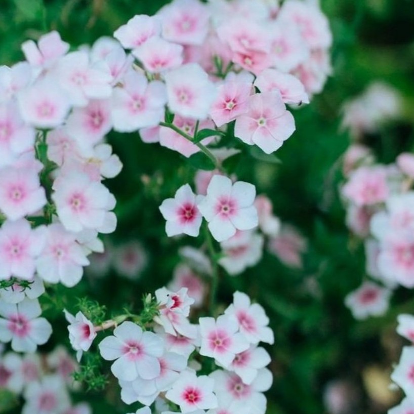 Vasarinis flioksas "BLUSHING BRIDE"