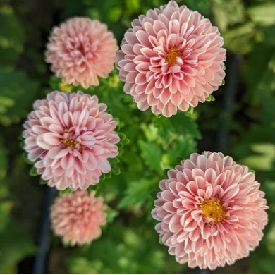 Kininis ratilis Matsumoto Apricot