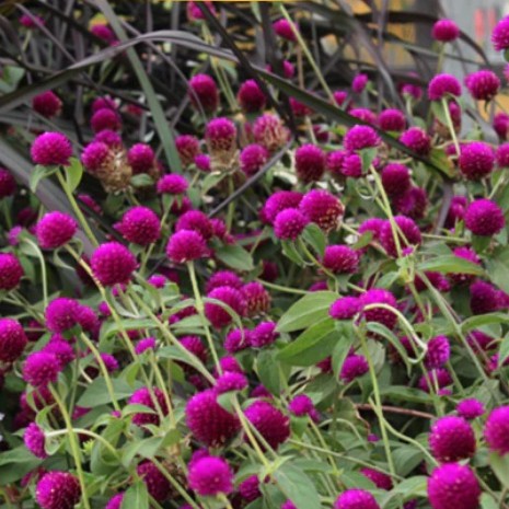 Rutulinė gomfrena, purpurinė