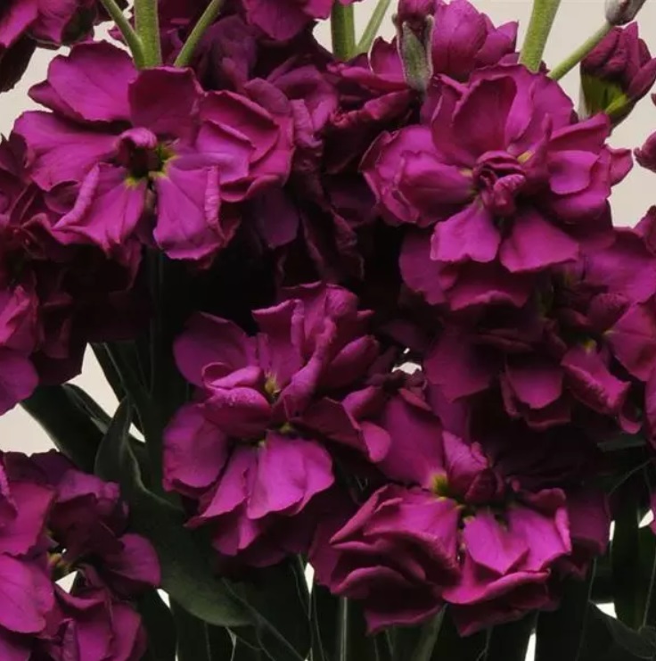 Pilkoji Leukonija "KATZ PURPLE"