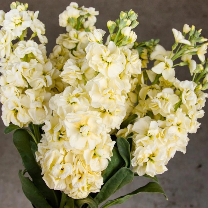 Leukonija "KATZ YELLOW"