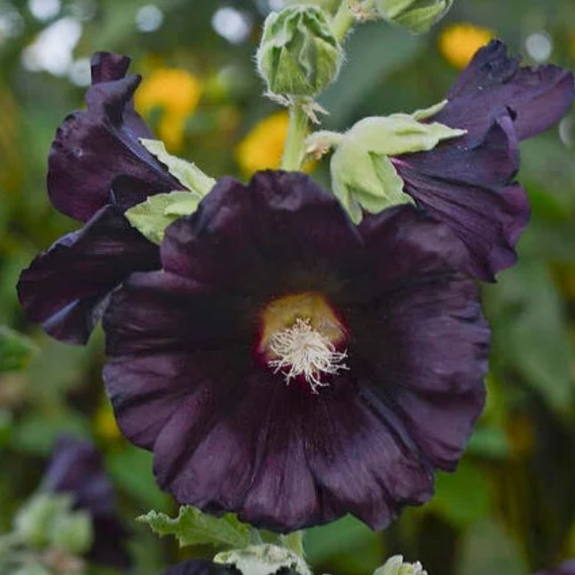 Piliarožė "NIGRA"