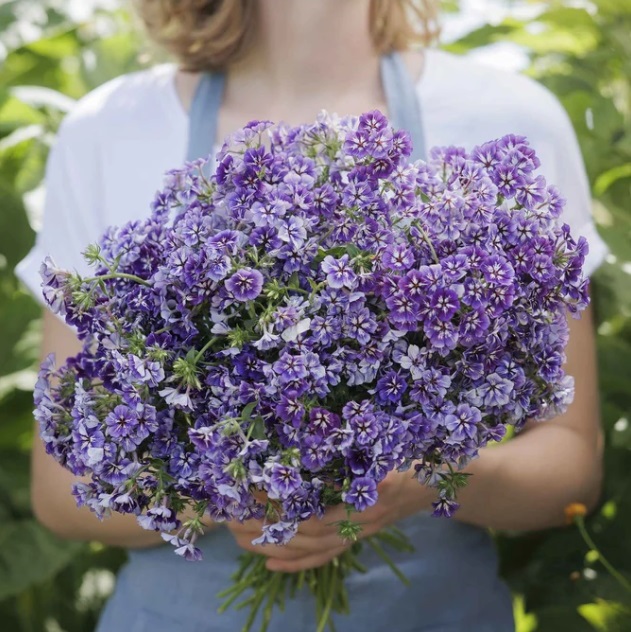 Vasarinis flioksas "SUGAR STARS"