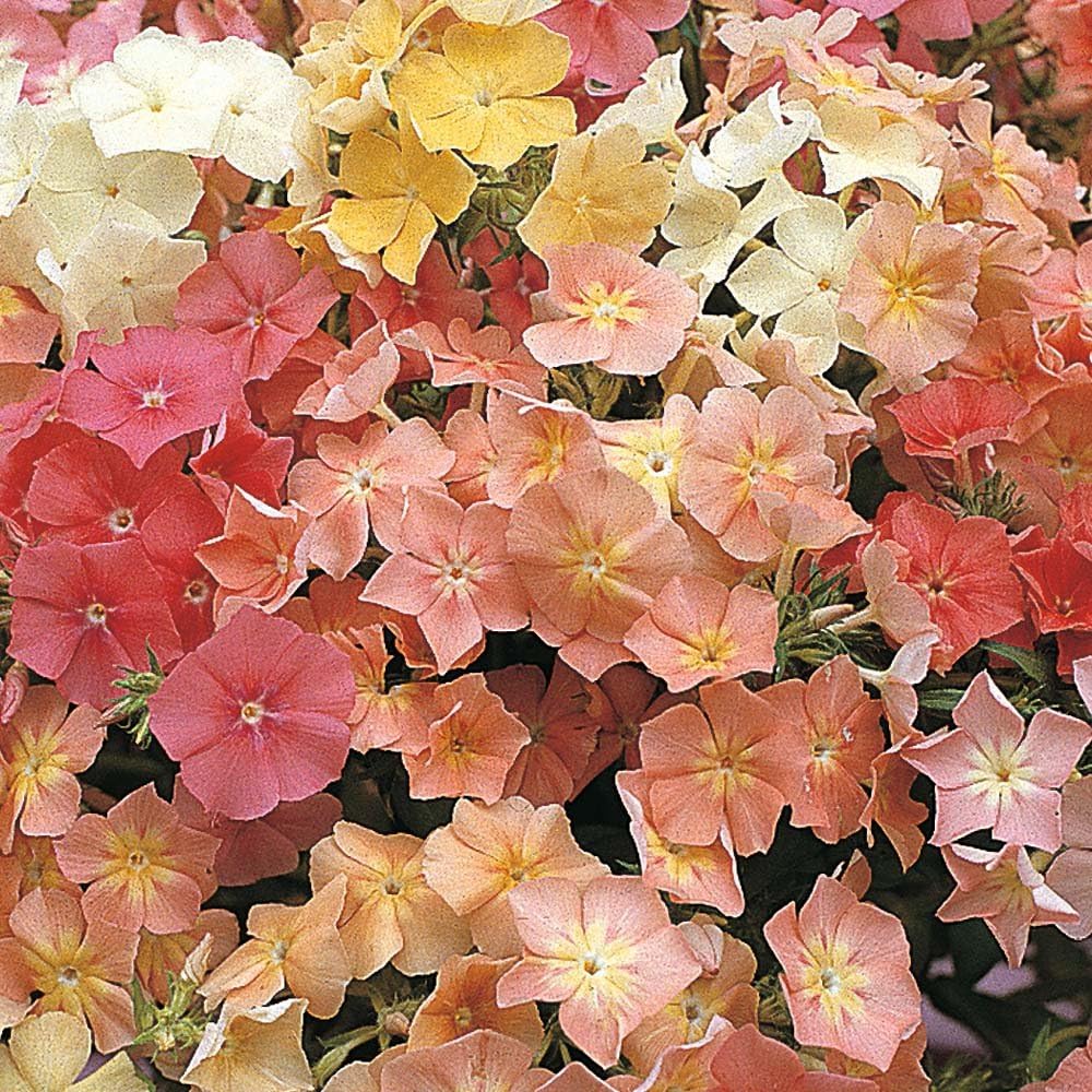 Vasarinis flioksas "CORAL REEF"