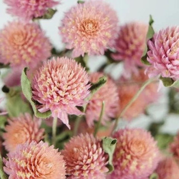 Rutulinė gomfrena, lašišinė