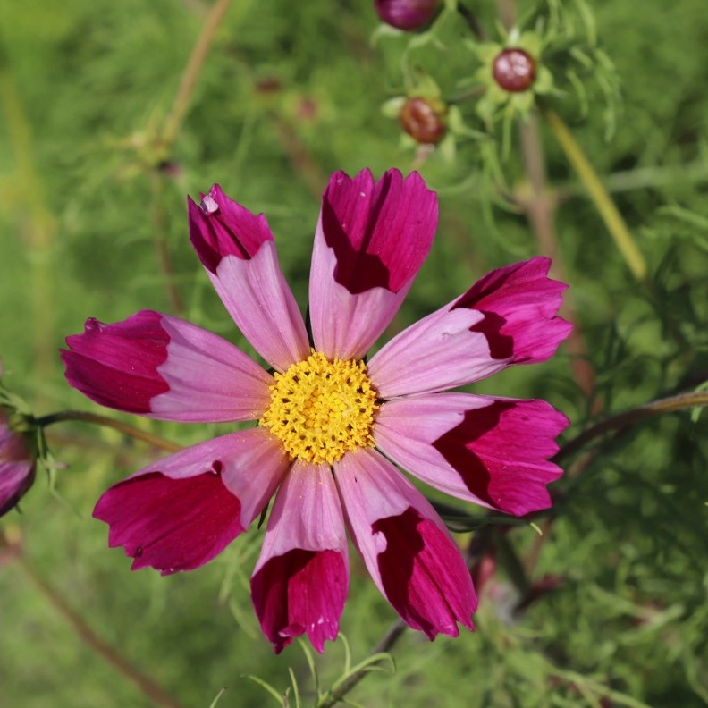 Kosmėja "SEA SHELLS" raudona