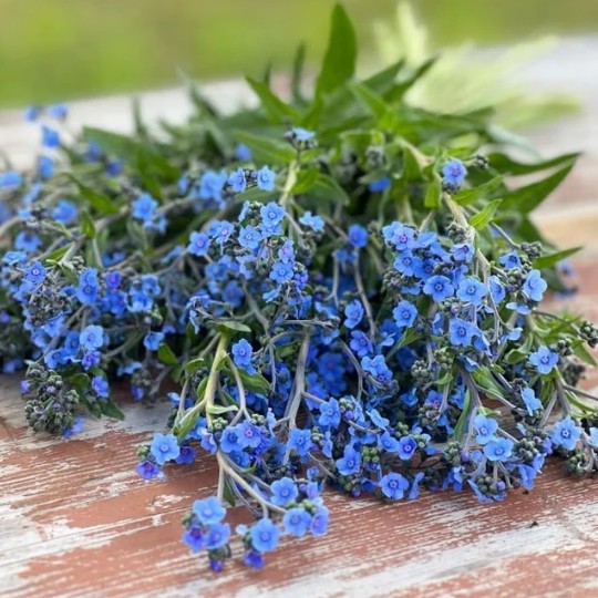 Neužmirštuolė mėlyna (Kinų neužmirštuolė)