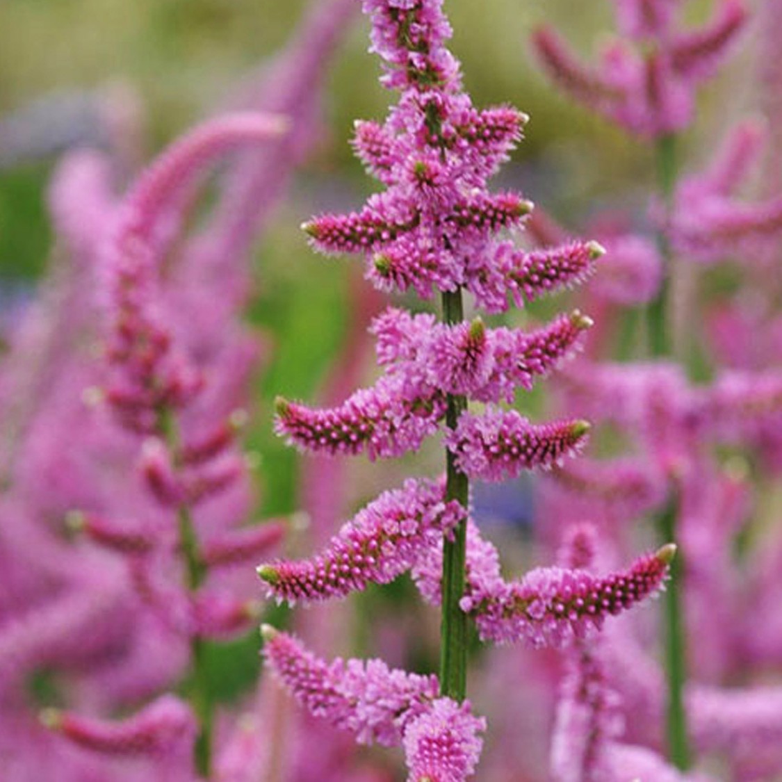 Suvorovo kermėkas "Pink Pokers"
