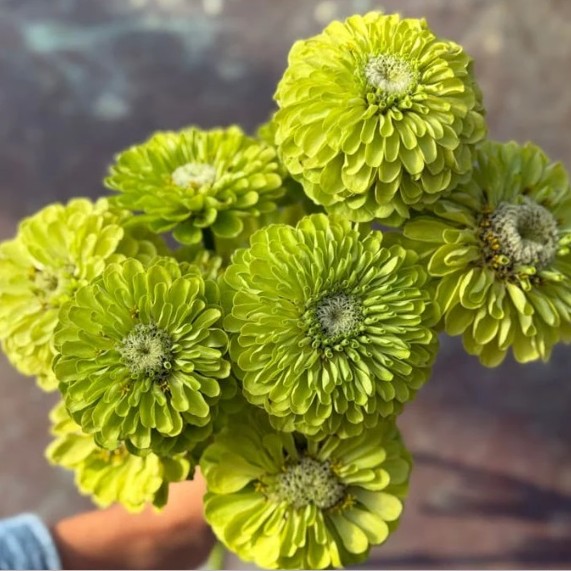 Gvaizdūnė "Benary's Giant Lime" (Zinija)