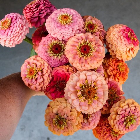 Gvaizdūnė "Oklahoma Salmon" (Zinija)