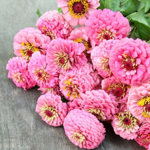 Gvaizdūnė "Oklahoma Pink" (Zinija)