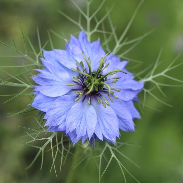 Juodgrūdė "Miss Jekyll SKy Blue"