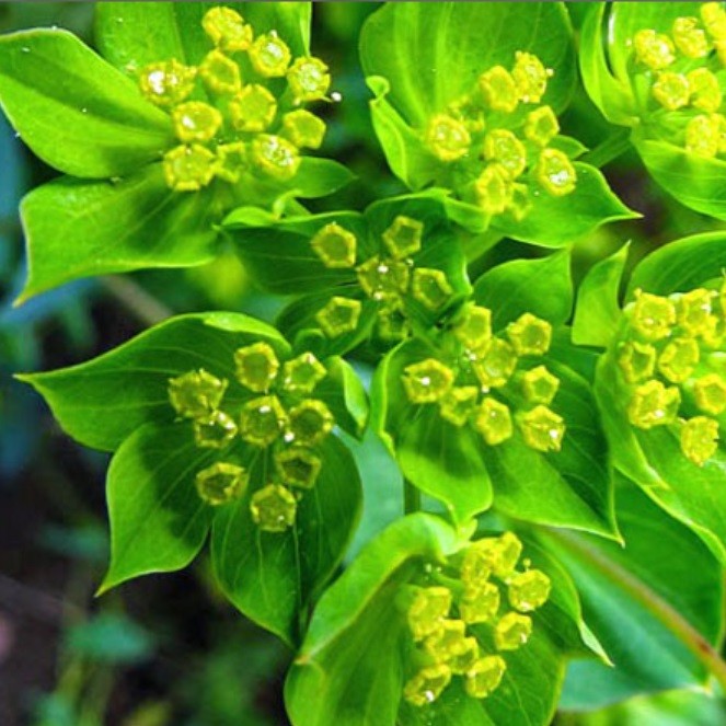 APSKRITASIS GAIVENIS „GREEN GOLD“