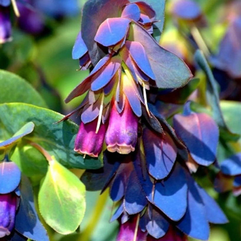 CERINTĖ DIDŽIOJI “PRIDE OF GIBRALTAR”