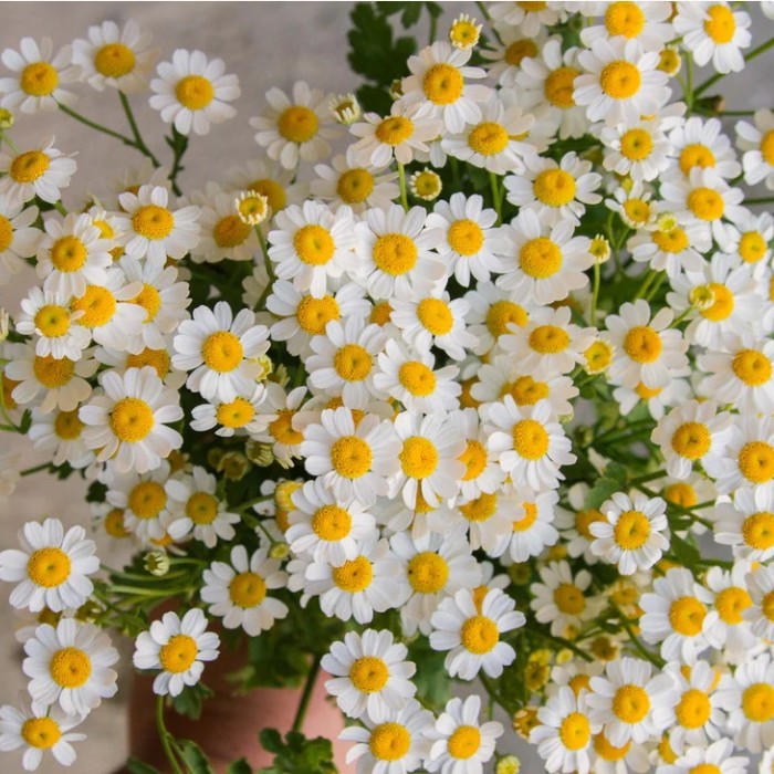 VAISTINIS SKAISTENIS “VEGMO SINGLE”