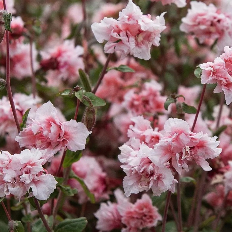 KLARKIJA “ENCHANTRESS”