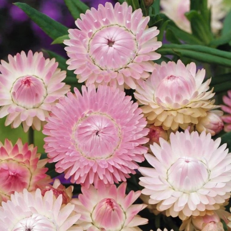 DIDŽIAŽIEDIS DARŽELINIS ŠLAMUTIS „SILVERY ROSE“