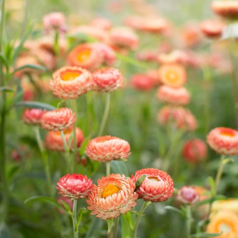 DIDŽIAŽIEDIS DARŽELINIS LAŠIŠOS SPALVOS ŠLAMUTIS