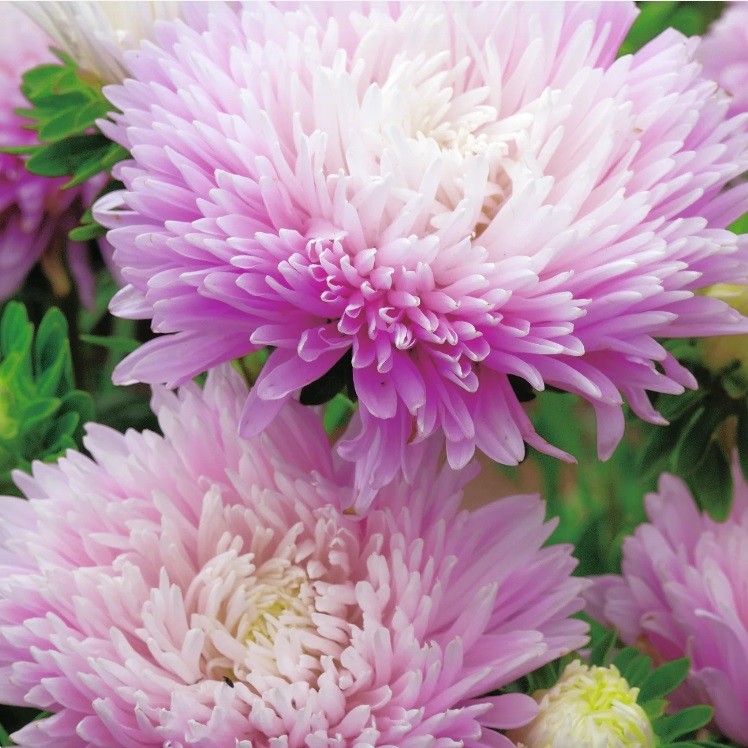 BIJŪNINIS KININIS RATILIS „APPLE BLOSSOM“