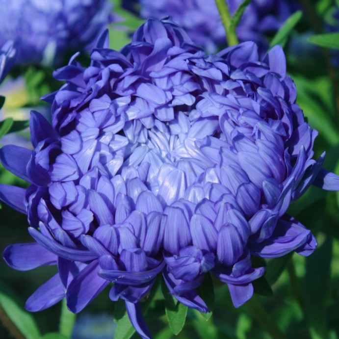 BIJŪNINIS KININIS RATILIS „MID BLUE“