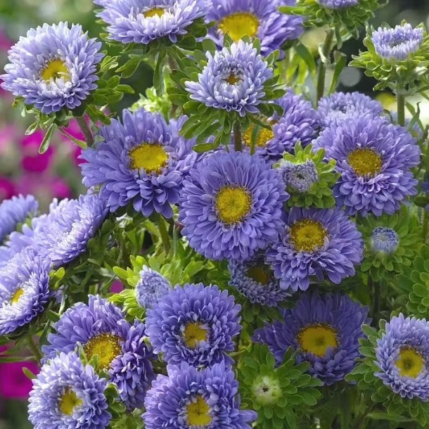 KININIS RATILIS „MATSUMOTO LIGHT BLUE“