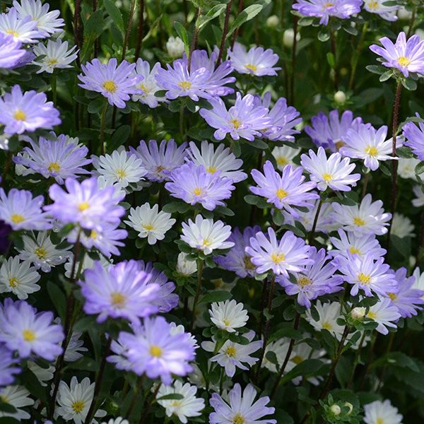 KININIS SMULKIAŽIEDIS RATILIS „SERENADE BLUE-WHITE“