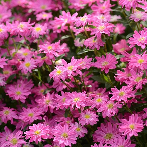 KININIS SMULKIAŽIEDIS RATILIS „SERENADE ROSE“