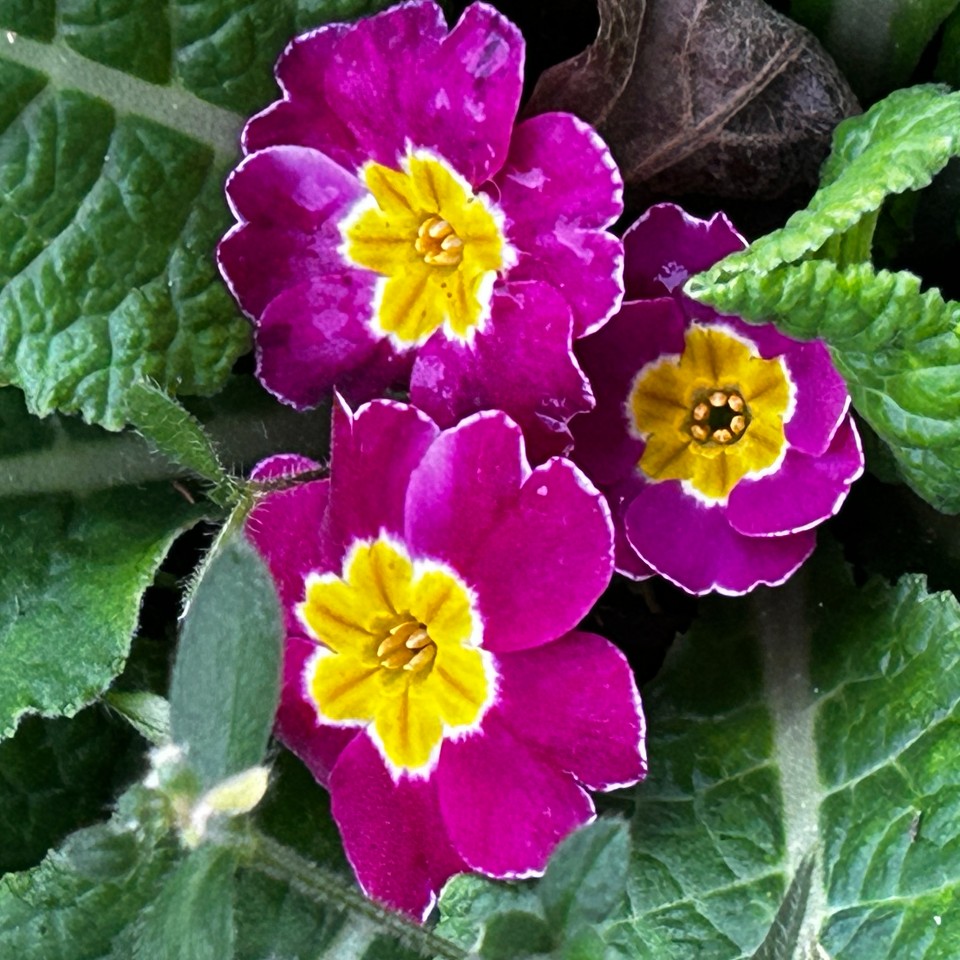 Raktažolė violetinė, daigas